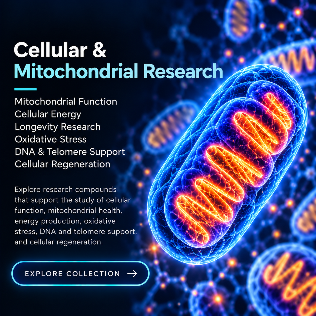 Cellular & Mitochondrial Research